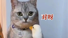 这猫想孵鸭蛋，结果却被鸭子啄了