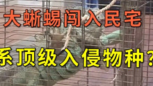 全球知名入侵物种现身湖北，放心这次它绝对入侵不起来