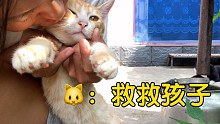 猫咪太可爱了就会沦为女人的玩具！！！
