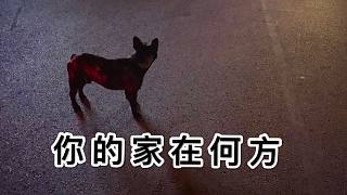 大半夜撿了一只狗，還是只法國斗牛犬？結(jié)局很遺憾，但我真的盡力了……