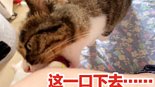 千万不要不理一只疯狂撒娇的小猫咪！否则小猫变猛虎……