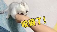 小奶猫到新家“杀”疯了 被原住居民教训