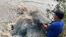 从亚马逊河里 猎取最大的龙鱼