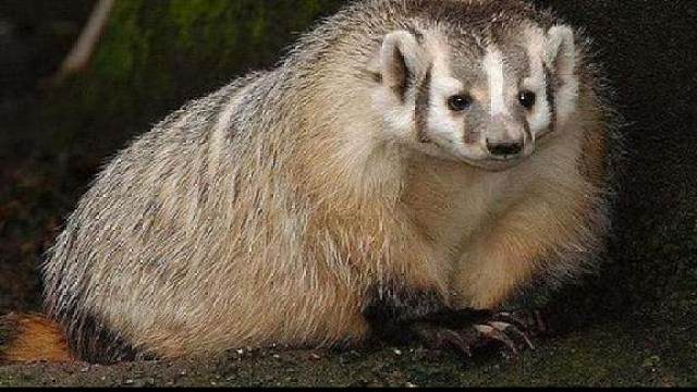 人脚獾太可恶了,昨天晚上下暴雨又来糟蹋西瓜了,看完视频知原因