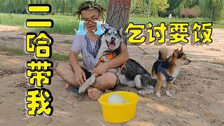 二哈靠拆家把主人搞破產(chǎn)，害得主人陪它沿街乞討，千萬憋住別笑