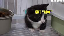 黑猫警长开始练习抓耗子啦！