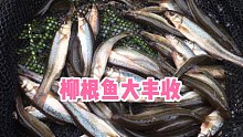 呼伦贝尔的柳根鱼太多，轻松钓个几十条来油炸下酒