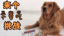 小伙用自己养的金毛挑战不吃火腿肠，结果