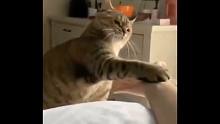猫：道上的规矩你都懂...