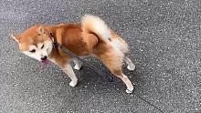 突然停下不走 柴犬反应如何【柴犬虾饺】