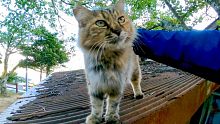 屋顶上的流浪猫下来被抚摸