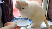 为让九只猫喝酸奶，主人用上非常手段，最后的公猫被逼得快哭了