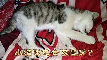 你知道吗猫咪也会做噩梦，无意间拍到小猫被噩梦吓着的样子