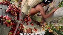 二溜子在丛林发现一棵树上长满了奇异的果子，居然煮来吃（上） #户外