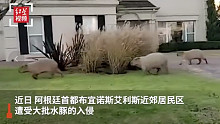 世界最大啮齿动物入侵阿根廷首都 相关部门正在研究应对措施