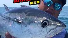 遇到鱼群怎么办？下竿就中，爆钓太爽了！第三集