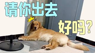 金毛簡(jiǎn)直無(wú)法溝通?。∥以撛趺崔k！！