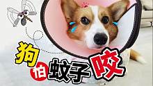 狗狗怕不怕蚊子咬？这个问题还有谁想知道？