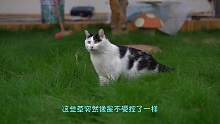 给猫城堡的院子里铺真草坪的原因#梦幻猫城堡 #猫咪日常
