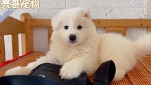 【萨摩】帮客户选的小萨摩，活泼可爱的小朋友性格特别好。长大了一定是个温暖的孩子，千万不要拆家呦！