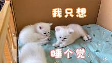 尿床了，尿床了！小奶猫们又双双尿床了！