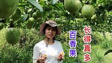 果园百香果没有红的，原来广东妹在前面偷吃，现在一天摘300多斤
