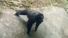 成精了！重庆一动物园黑猩猩模仿游客做俯卧撑，还扮鬼脸逗乐游客