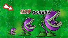 When chomper is 120 years old, how many zombies ca