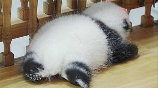 大熊貓睡覺有多可愛？也就看了億遍吧！