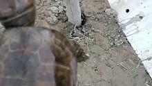 鹰嘴龟