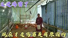 胖哥又进了一批小鸡苗，今年这个时候才进鸡苗原来是有原因的
