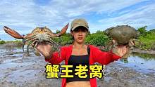 美女赶海偶然发现蟹王老窝，2斤一只算小的，鱼篓很快就装不下了