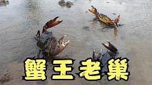 雨后的红树林有惊喜，2斤多的蟹王成堆，赶海小伙的鱼篓直接满了
