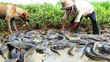 外国鲶鱼泛滥成灾，田间小水塘捉到几十条大货，大盆直接装不下了