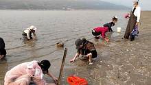 海水退去留下满沙滩海鲜，全村年轻人都来抓，一人一桶提回家