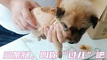 清创的痛我知道，过儿请你忍一忍。三条腿，取名叫过儿