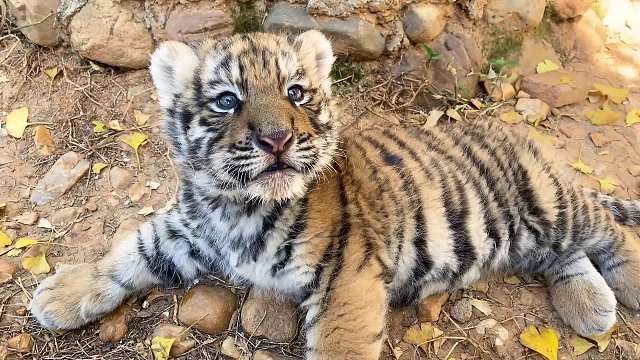 这样的小奶虎,我一次能吸10个!