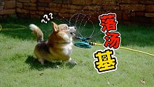 别让柯基玩灌溉器，不然分分钟被笑抽【小短腿Duby】
