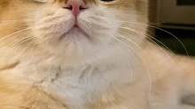 小猫咪能有什么坏心思呢？它只是想让你吃榴莲#金渐层 #记录猫咪日常