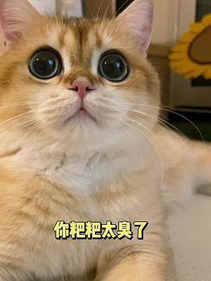 小猫咪能有什么坏心思呢？它只是想让你吃榴莲#金渐层 #记录猫咪日常
