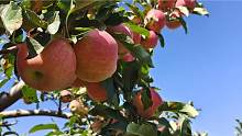 今年果农欲哭无泪！看看嘎啦苹果多少钱？再好吃明年也要挖树了