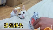 猫为了吃的尊严都不要了