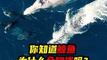 鲸鱼为什么会搁浅？居然是出了内鬼，把整个鲸鱼群都骗搁浅了！第一集
