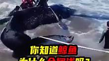 鲸鱼为什么会搁浅？居然是出了内鬼，把整个鲸鱼群都骗搁浅了！第二集