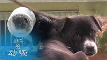 危机中的动物：狗子头卡在塑料罐里，整整25天都不能吃喝！