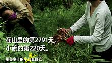 在山里的第2791天 >肥美多汁的姜<