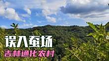 吉林通化农村，婉儿上山采蘑菇误入一个蚕场，会有什么事情发生呢