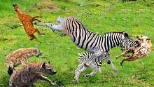 我的天啊-斑马妈妈将斑马幼崽留给鬣狗的痛苦结局，鬣狗对斑马！