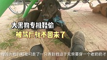 大黑狗专挑鞋子偷，附近居民投诉，责骂了大黑几句就不回来了