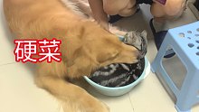 黄猪猪吃 麻猫